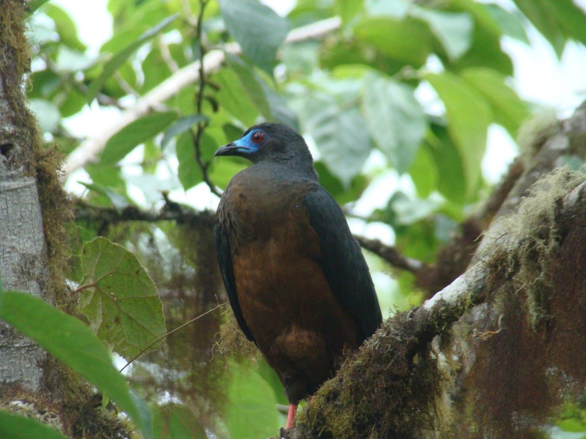 Sickle-winged Guan - ML638156685