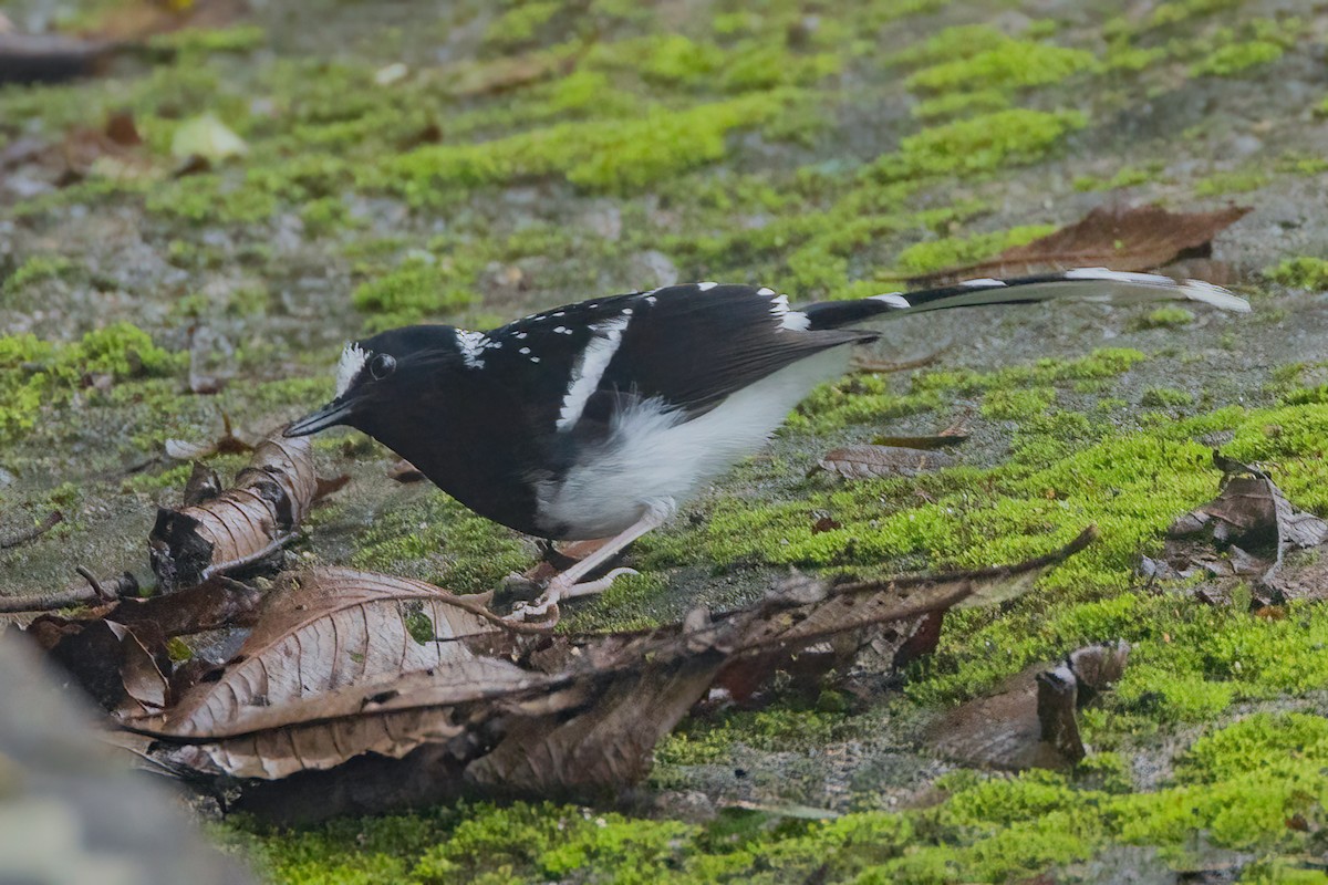 Spotted Forktail - ML638156686
