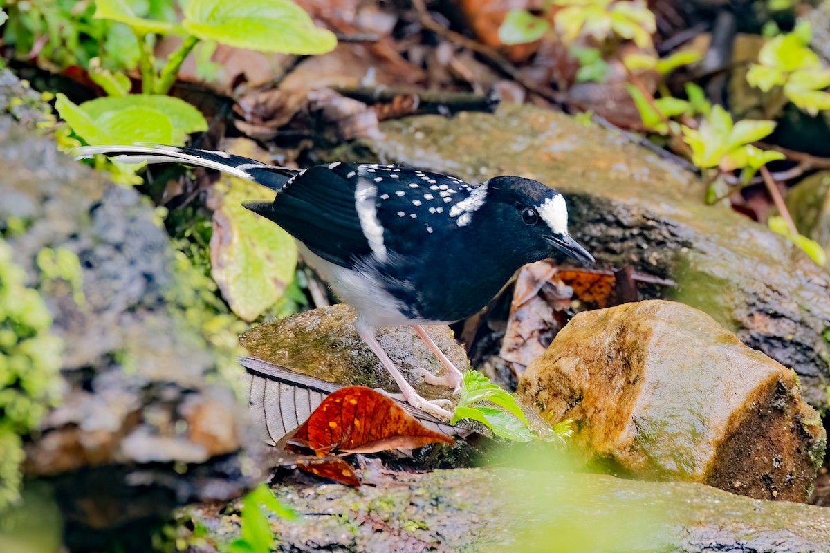 Spotted Forktail - ML638156687