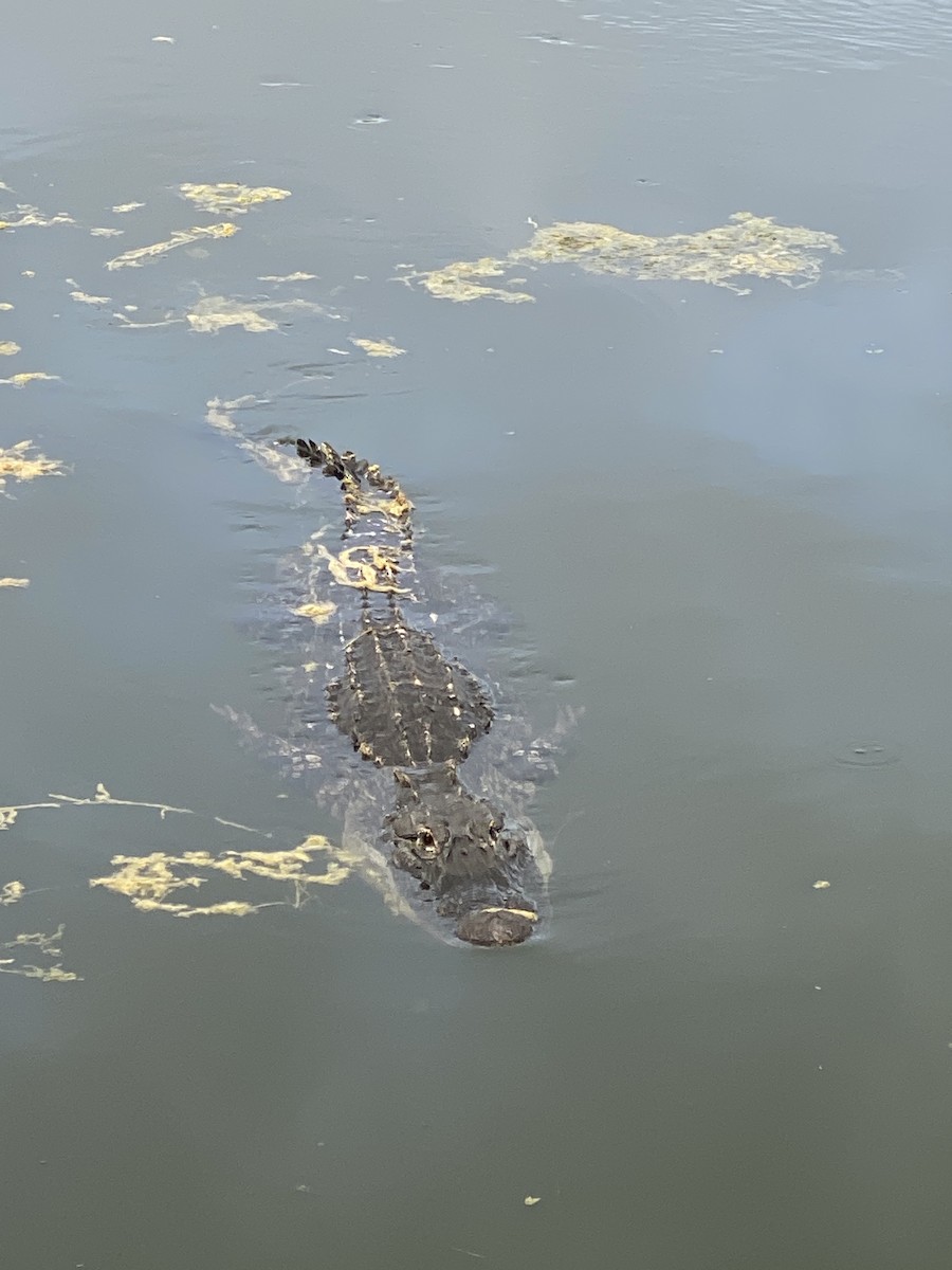 American Alligator - ML638156706