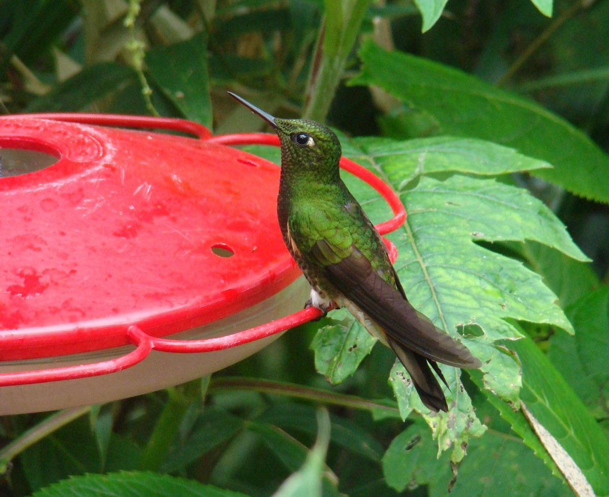 Buff-tailed Coronet - ML638156708