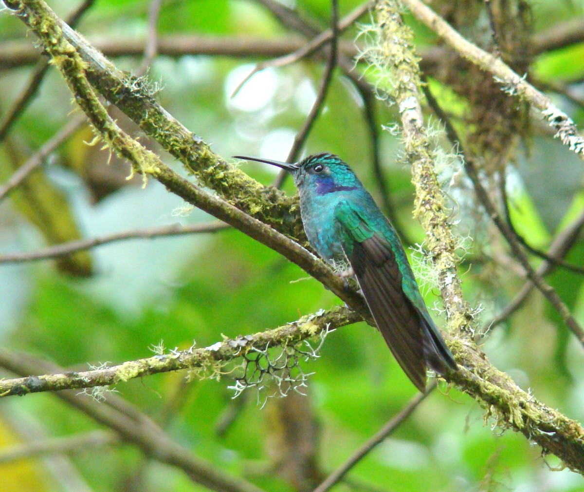 Lesser Violetear - ML638156718