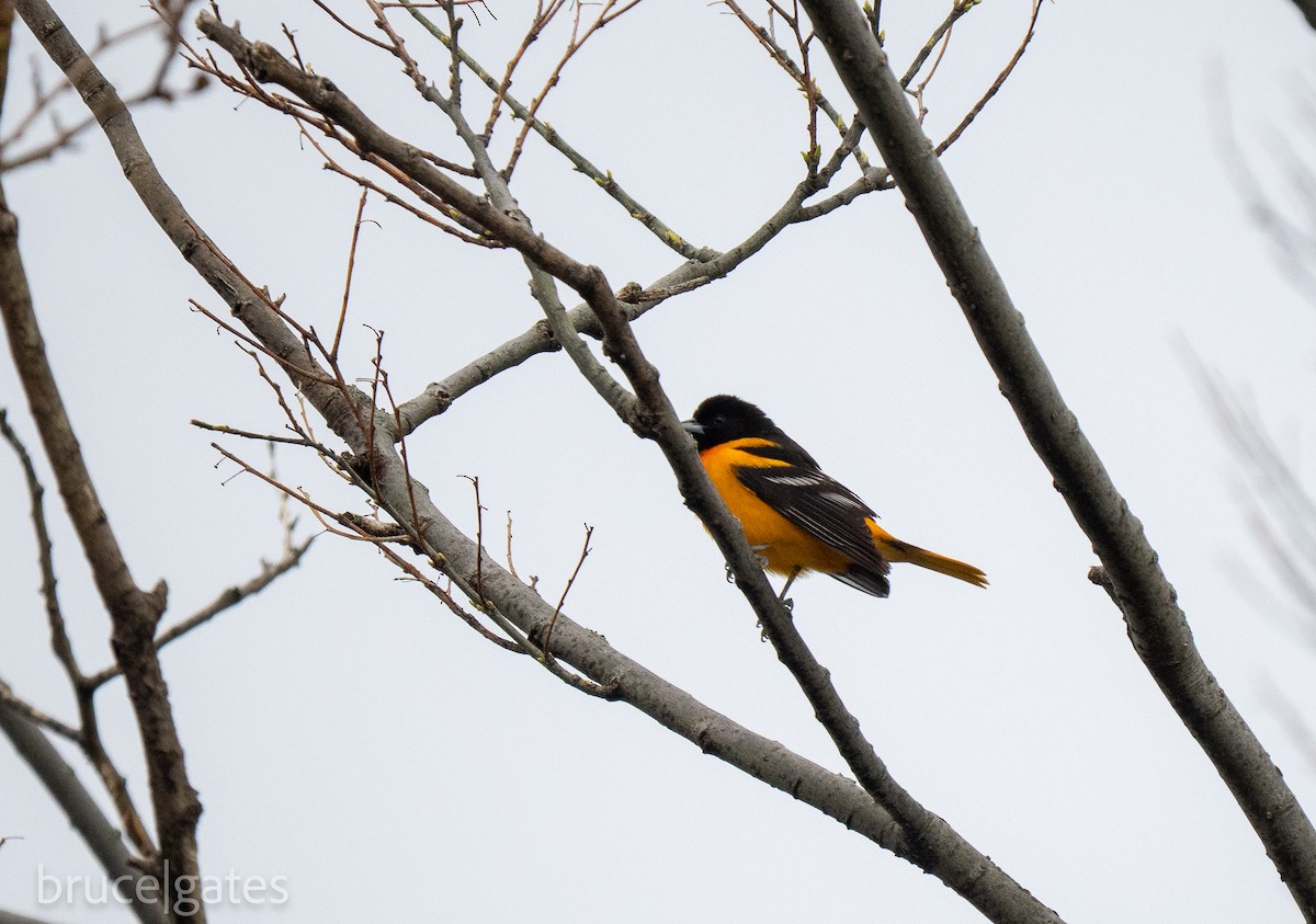 Baltimore Oriole - ML638156719