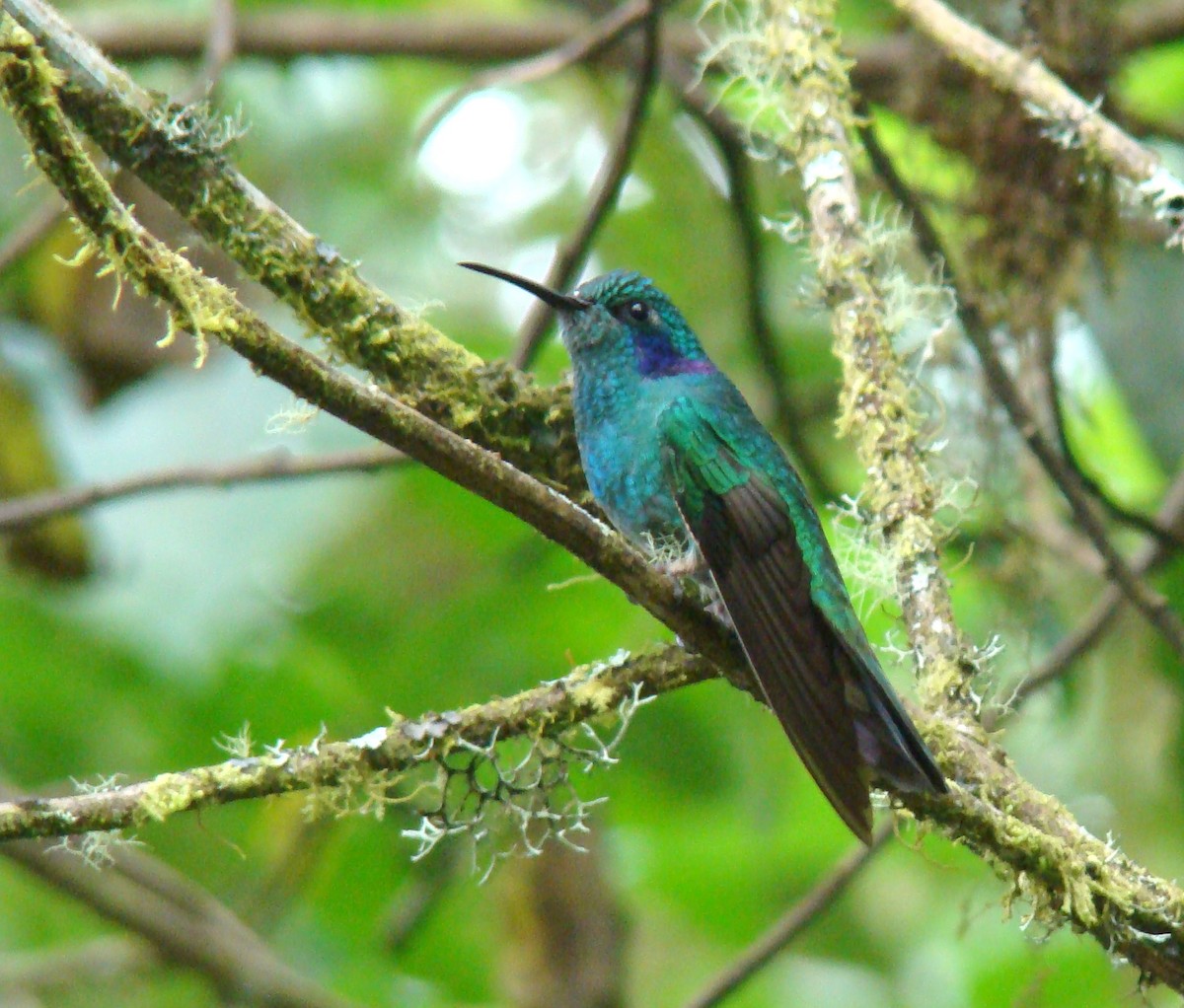 Lesser Violetear - ML638156720