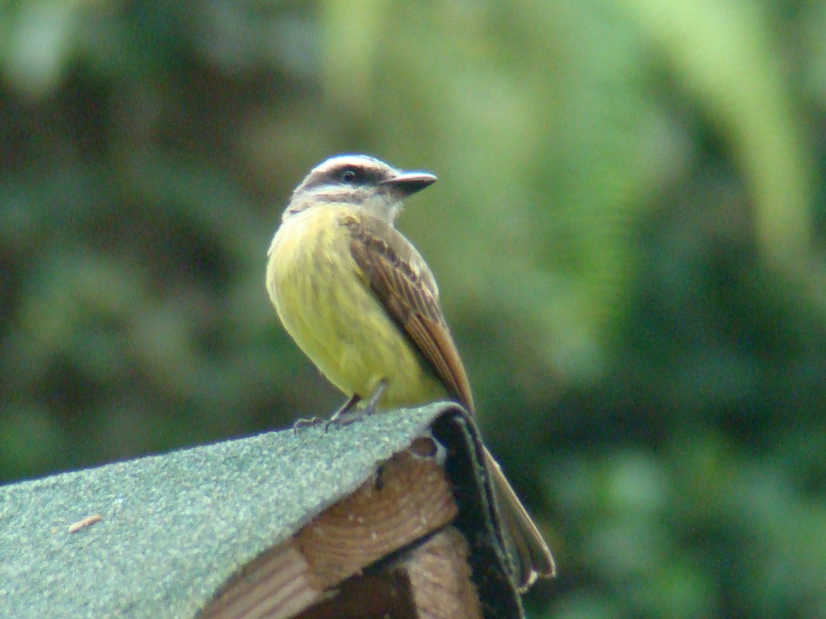 Golden-bellied Flycatcher - ML638156731