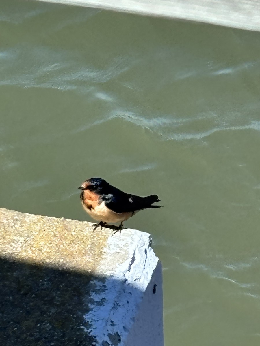 סנונית רפתות - ML638156735