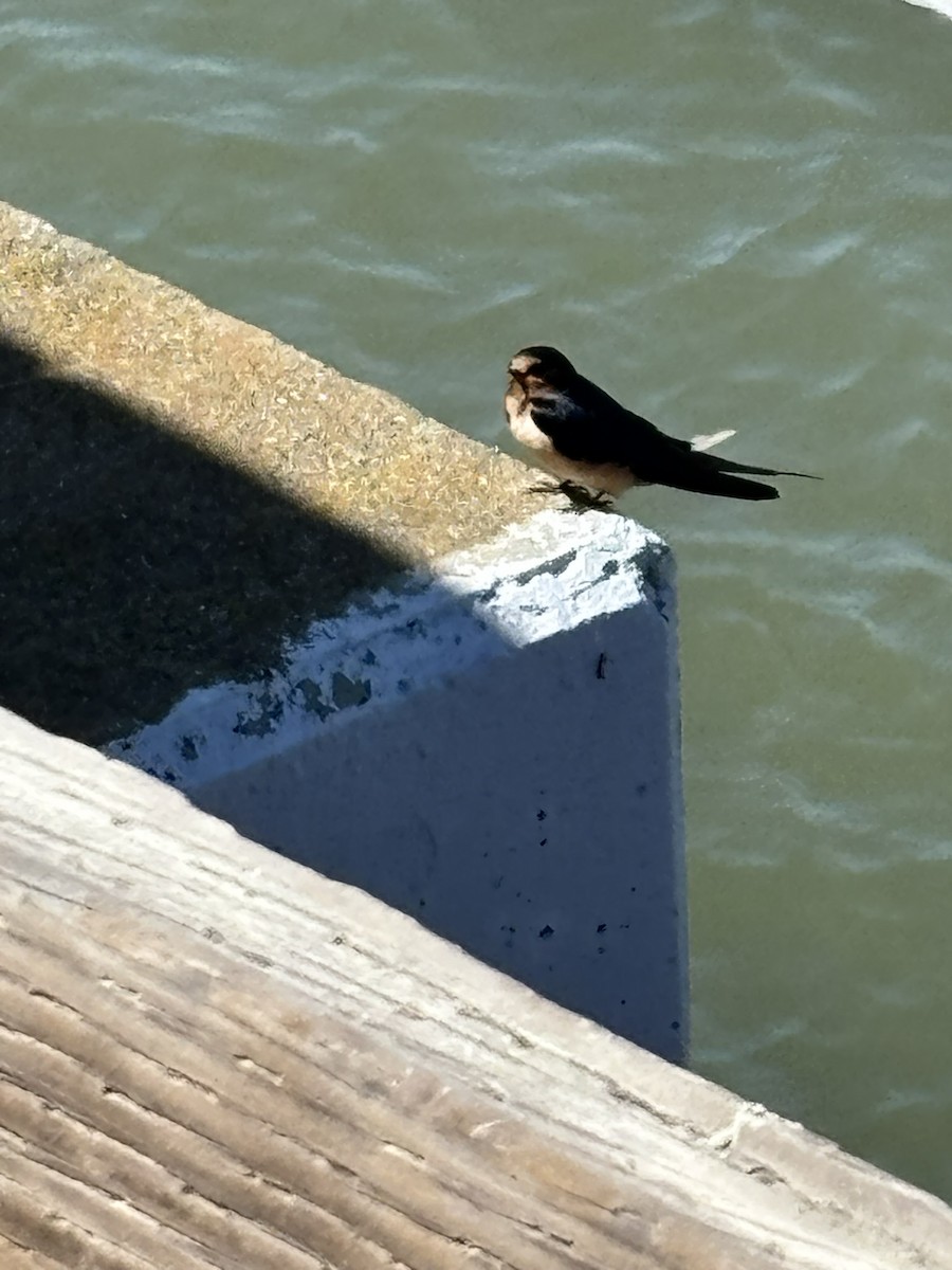 סנונית רפתות - ML638156736