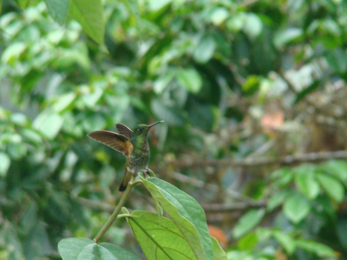Buff-tailed Coronet - ML638156756