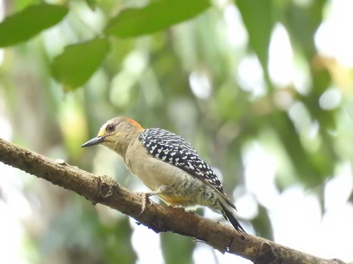 Red-crowned Woodpecker - ML638156760