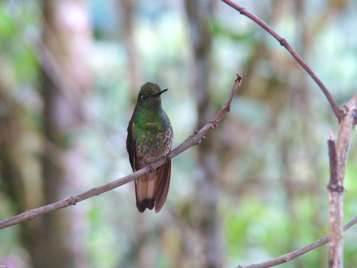 Buff-tailed Coronet - ML638156772
