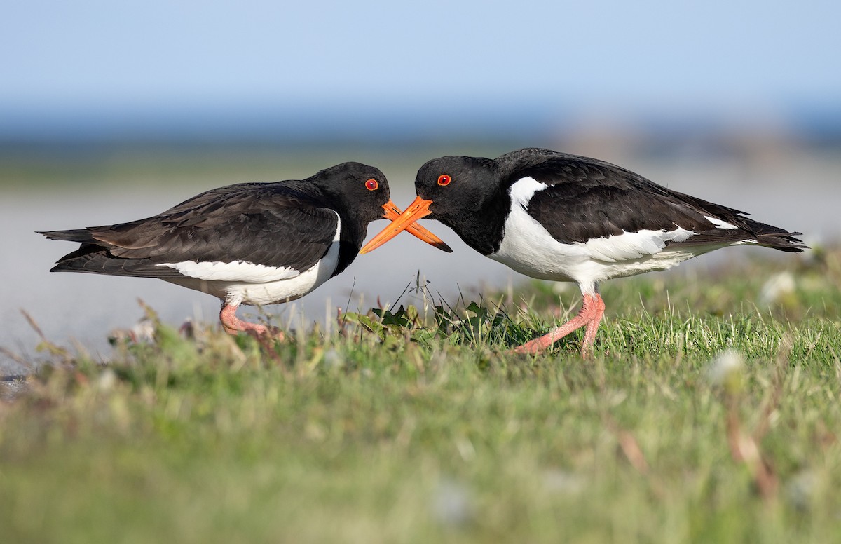 Eurasian Oystercatcher - ML638156780