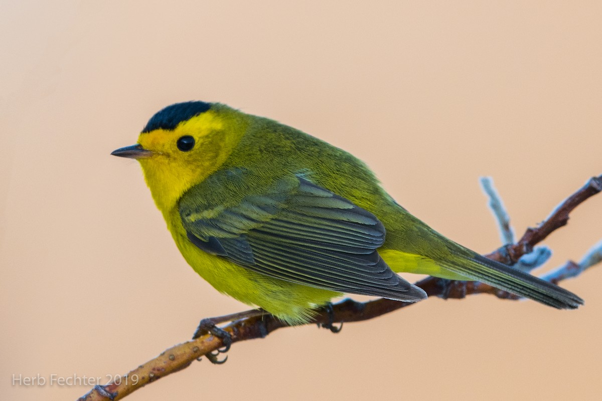 Wilson's Warbler - ML638156790