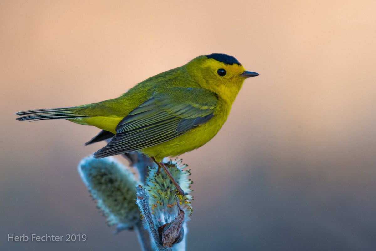 Wilson's Warbler - ML638156791