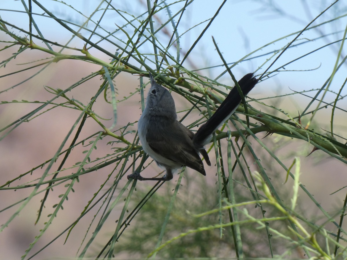 Black-tailed Gnatcatcher - ML638156794