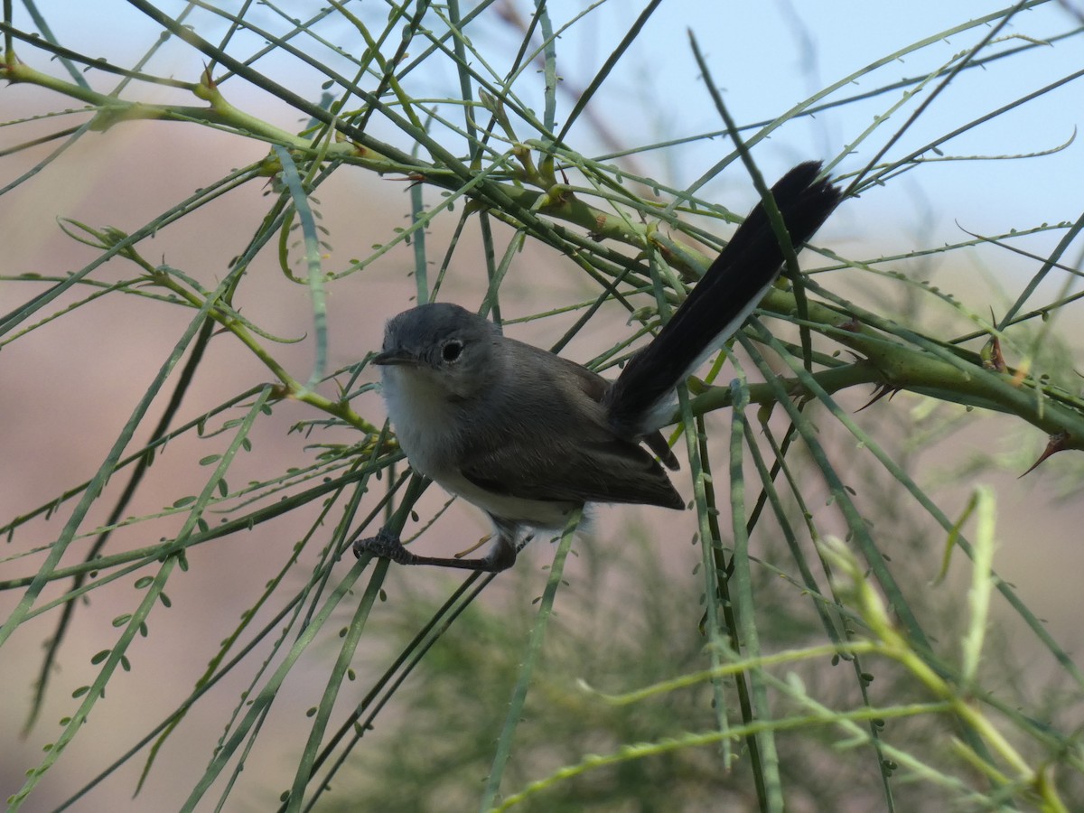 Black-tailed Gnatcatcher - ML638156795