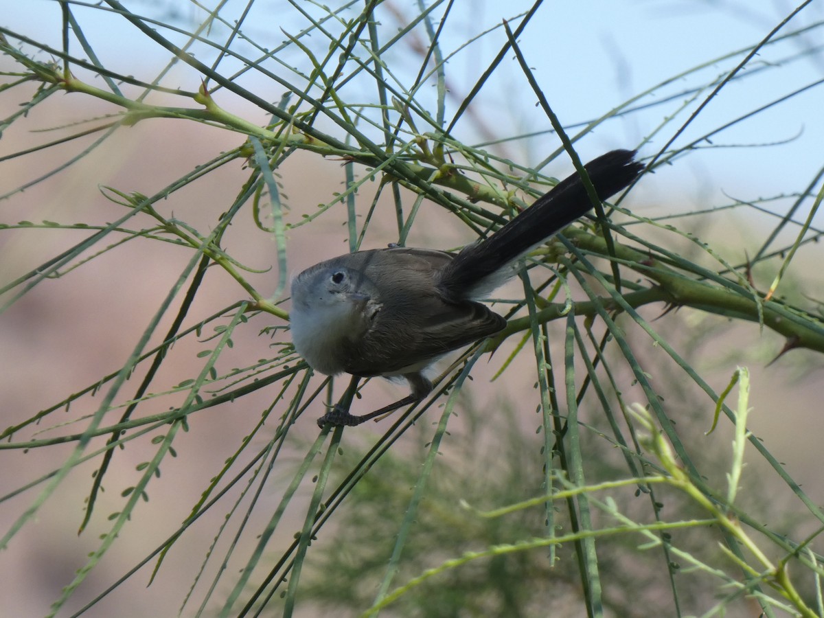 Black-tailed Gnatcatcher - ML638156796