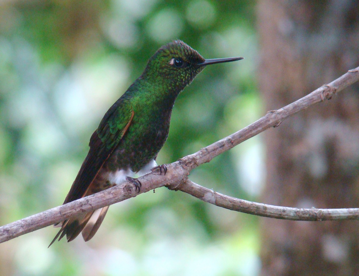 Buff-tailed Coronet - ML638156805