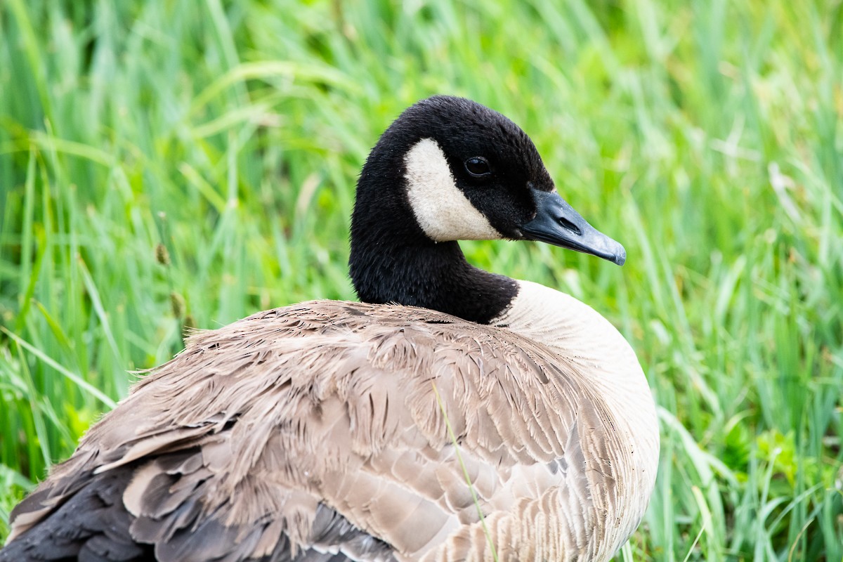 Canada Goose - ML638156814