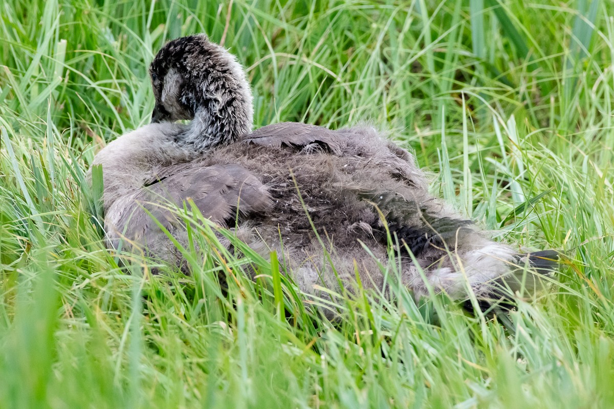 Canada Goose - ML638156815
