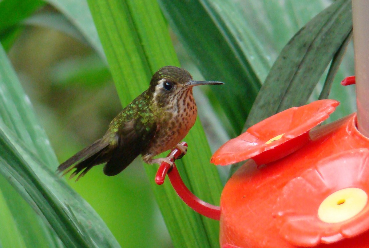 Speckled Hummingbird - ML638156822