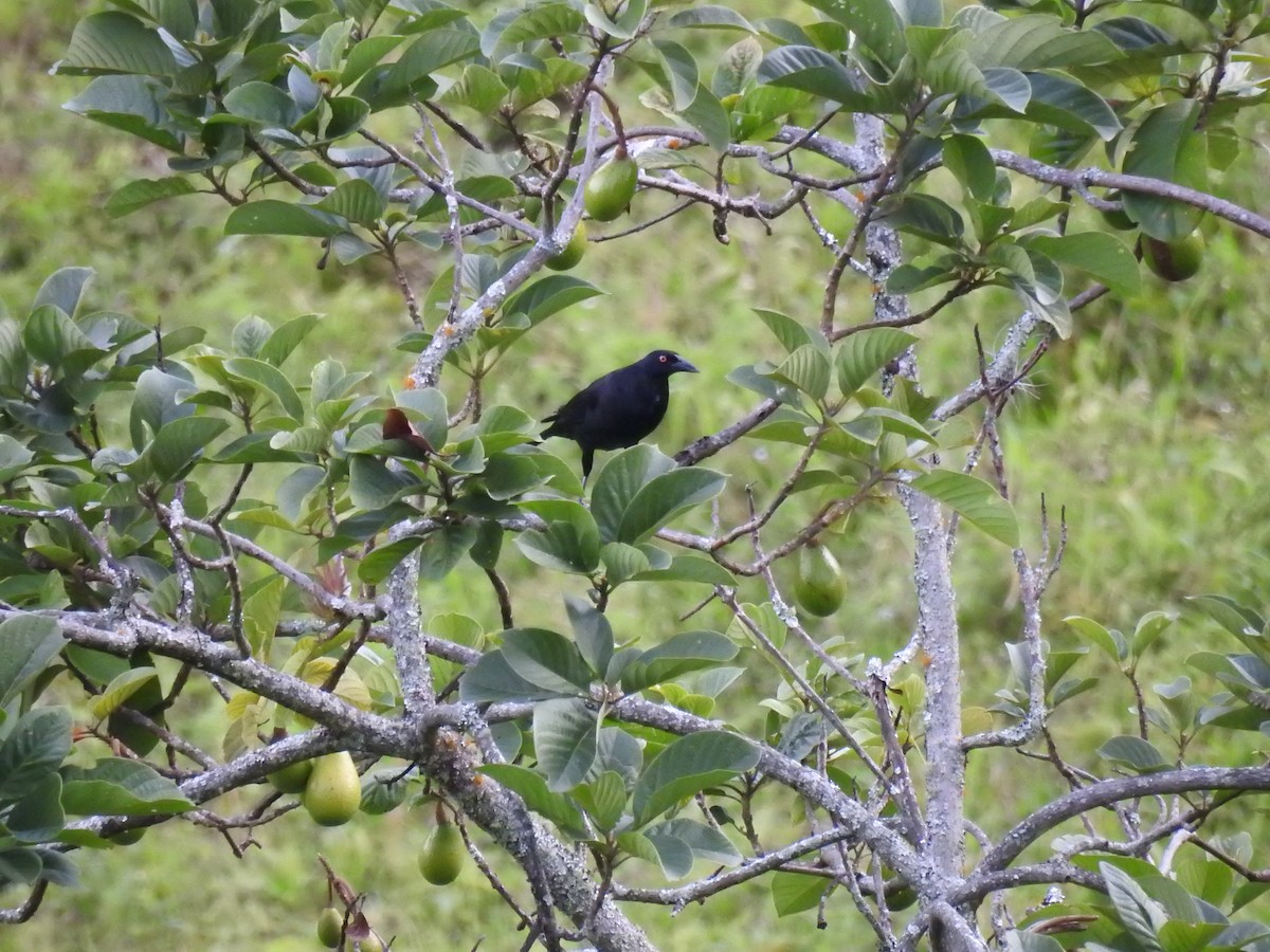 Giant Cowbird - ML638156824