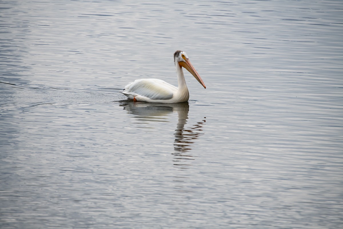 American White Pelican - ML638156829