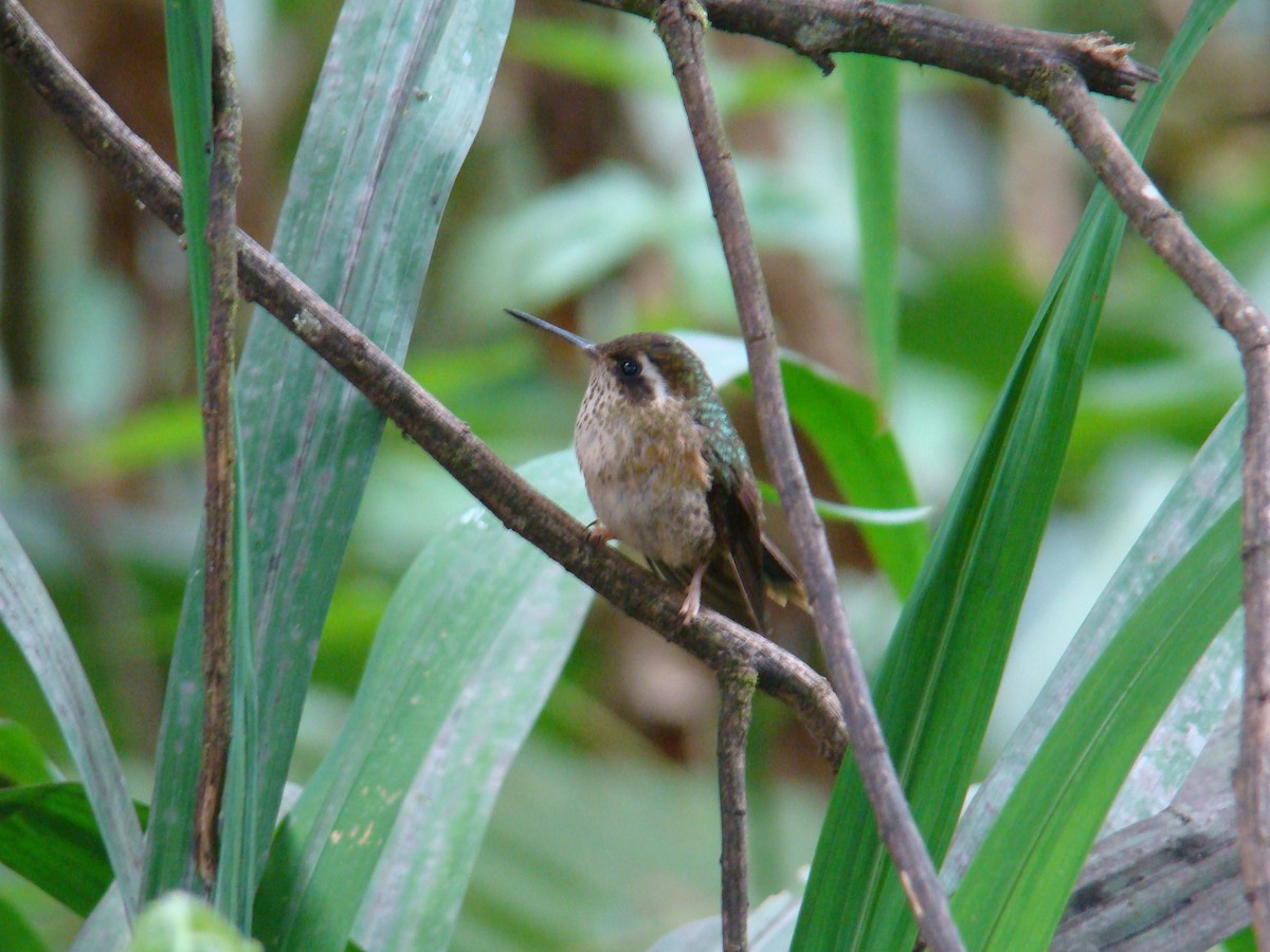 Speckled Hummingbird - ML638156837