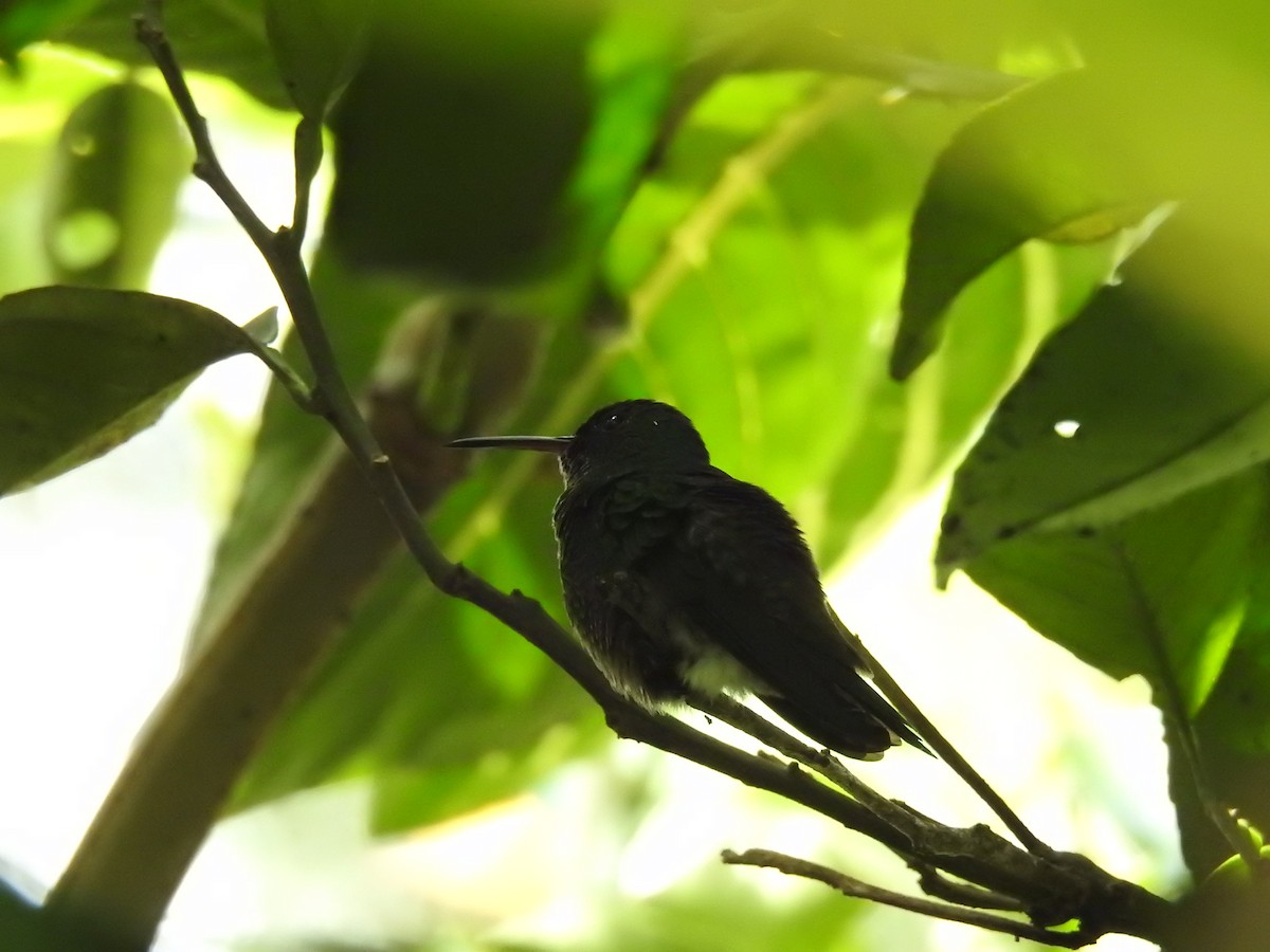 Steely-vented Hummingbird - ML638156838