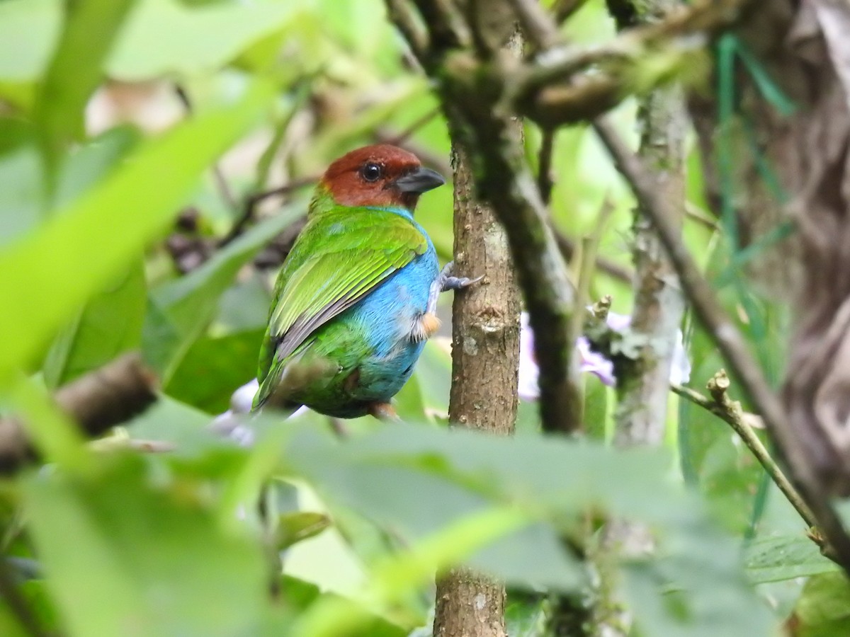 Bay-headed Tanager - ML638156849
