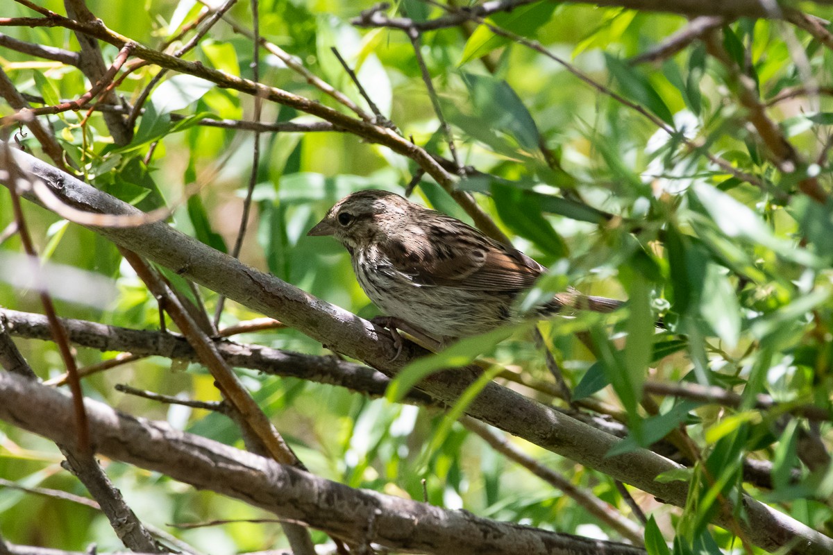 Song Sparrow - ML638156858