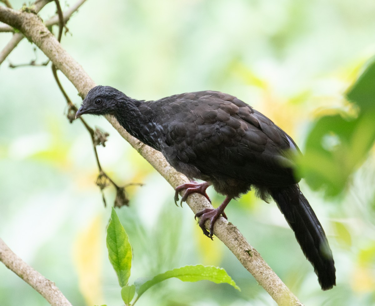 Andean Guan - ML638156874