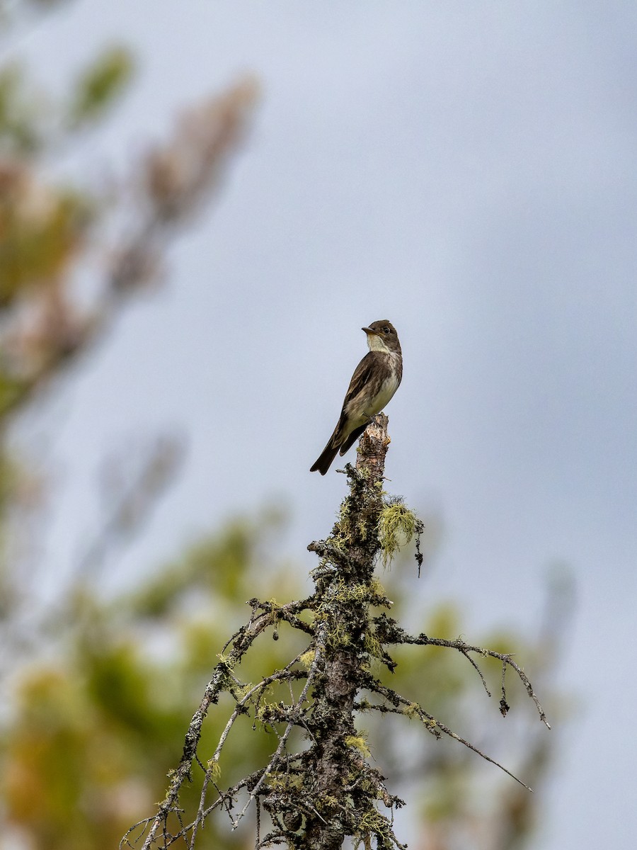 Olivflanken-Schnäppertyrann - ML638156882