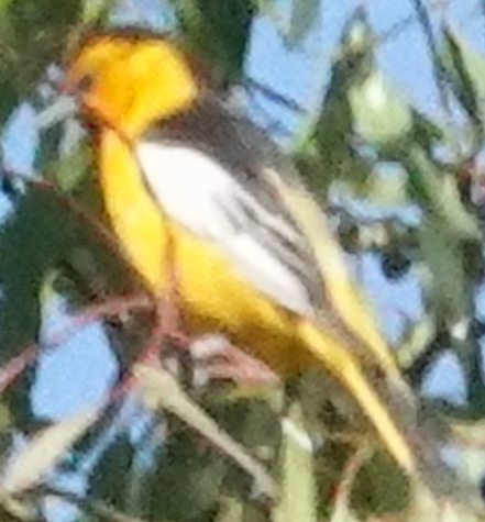 Bullock's Oriole - ML638156888