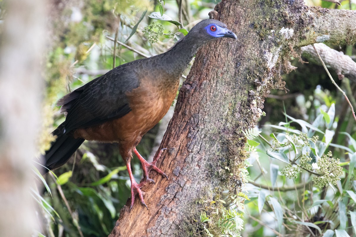 Sickle-winged Guan - ML638156897