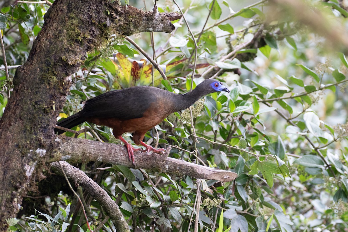 Sickle-winged Guan - ML638156899