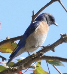 Western Bluebird - ML638156903