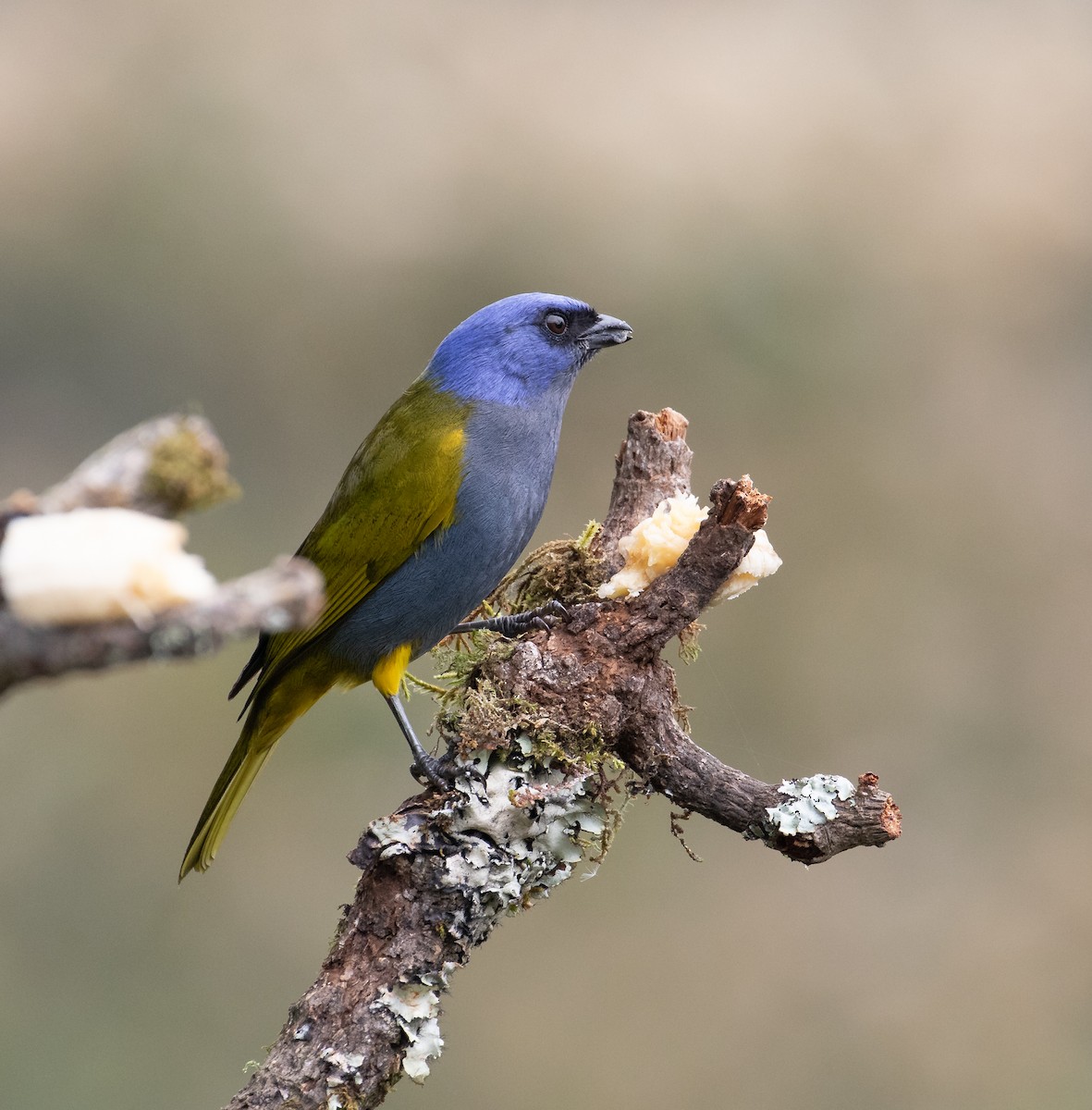 Blue-capped Tanager - ML638156947