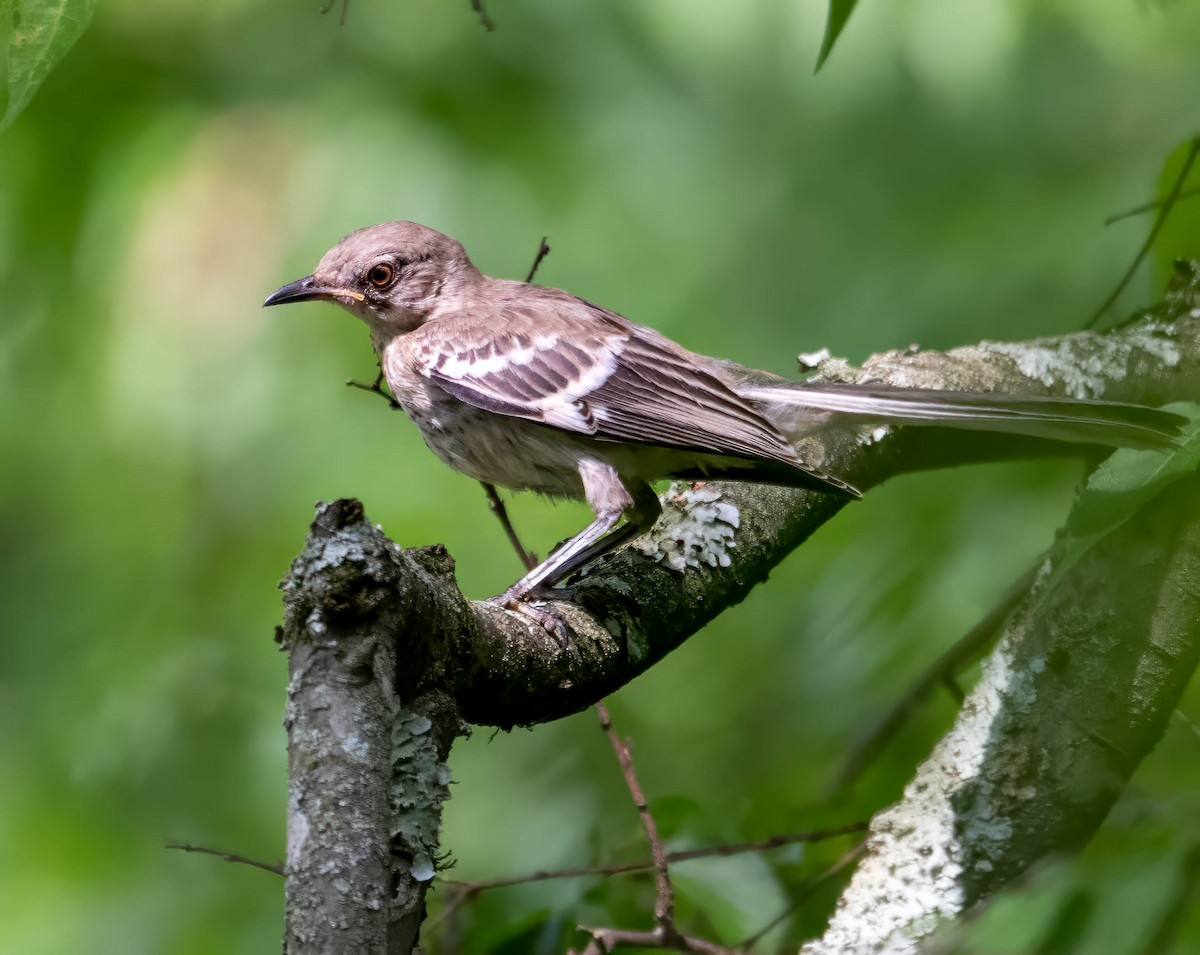 Northern Mockingbird - ML638156985