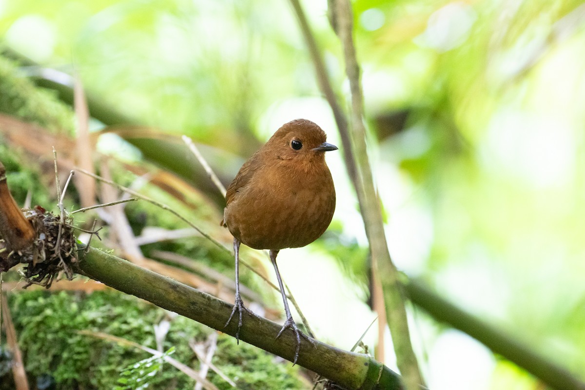 Equatorial Antpitta - ML638156996