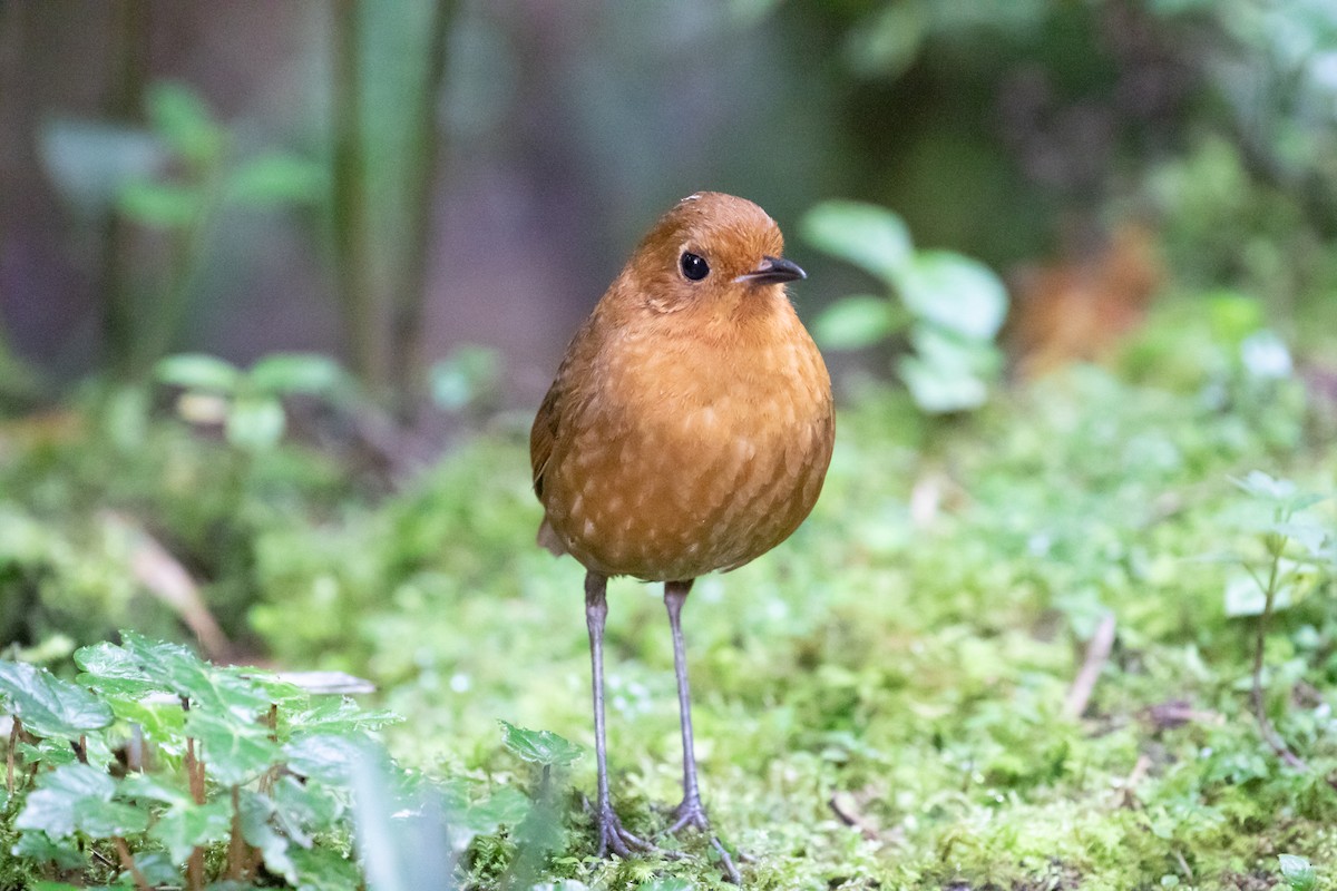 Equatorial Antpitta - ML638156998