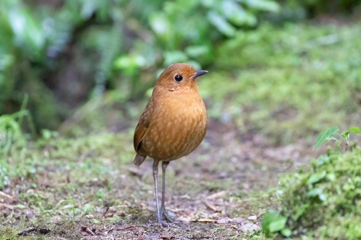 Equatorial Antpitta - ML638156999