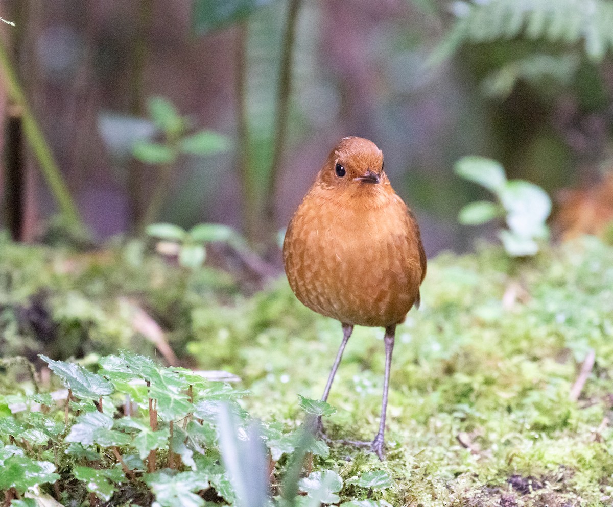 Equatorial Antpitta - ML638157000
