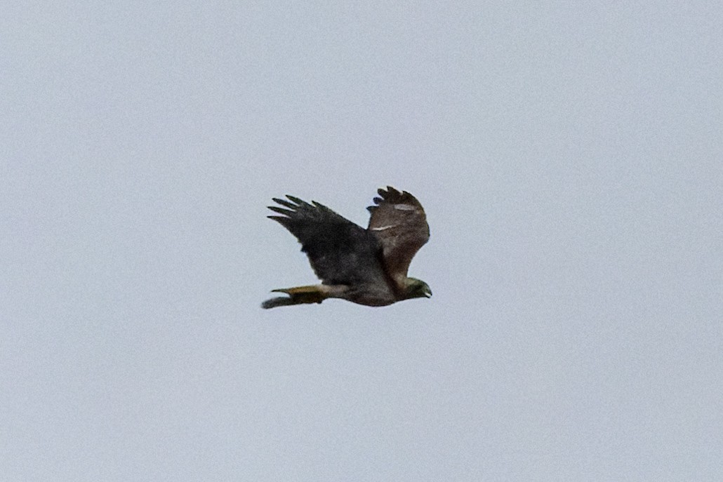 Rotschwanzbussard - ML638157004