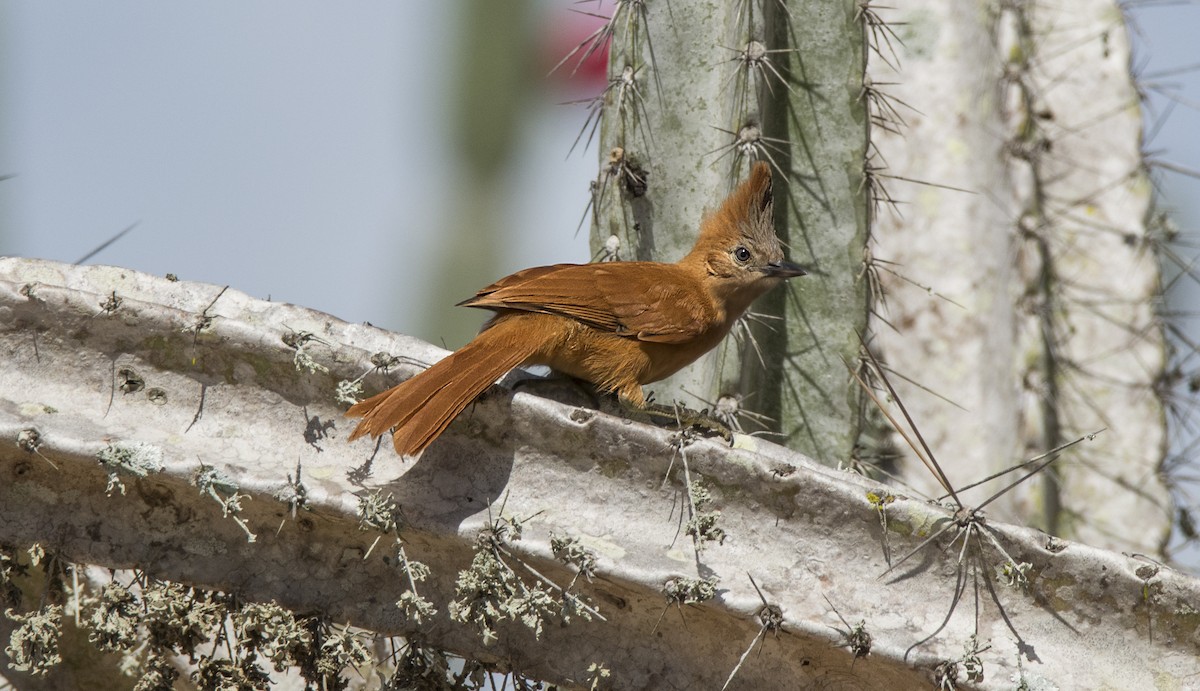 Cacholote de Caatinga - ML63815701