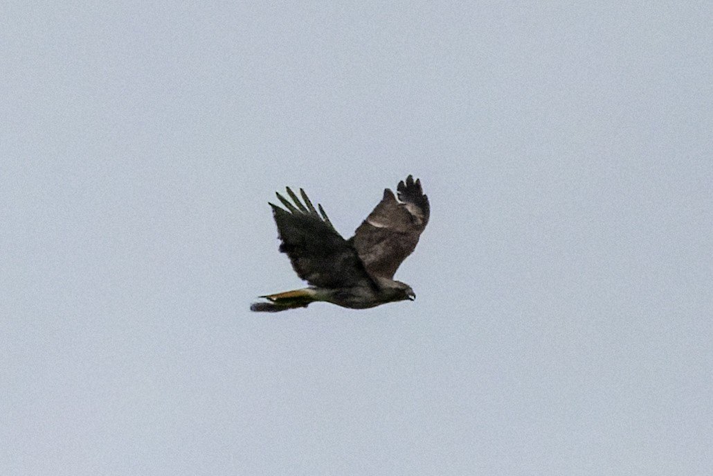 Rotschwanzbussard - ML638157020