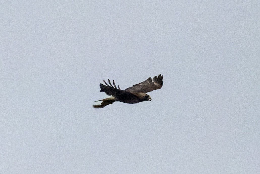 Rotschwanzbussard - ML638157023