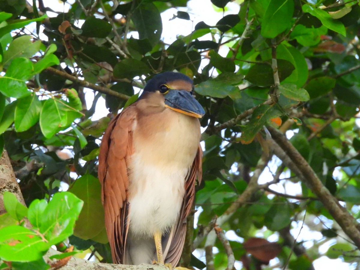 Boat-billed Heron - ML638157068