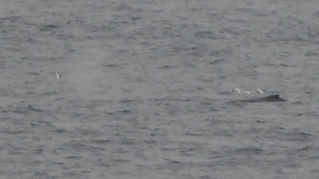 Silver Gull - ML638157074