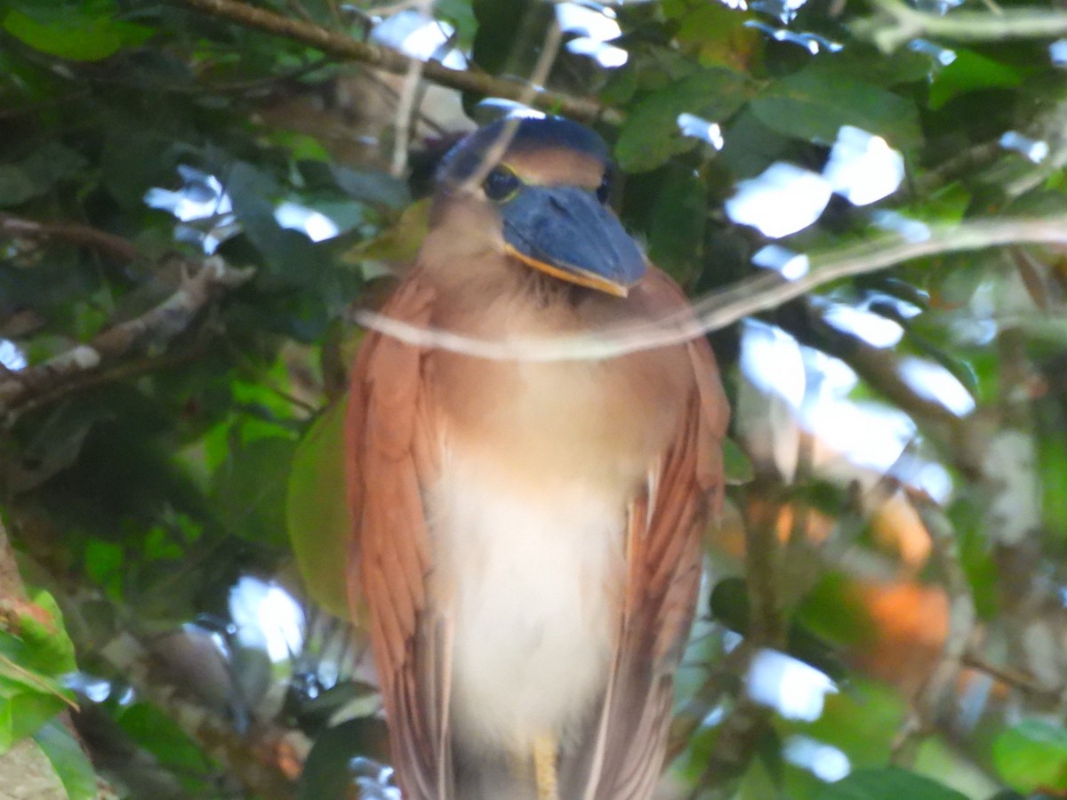 Boat-billed Heron - ML638157081