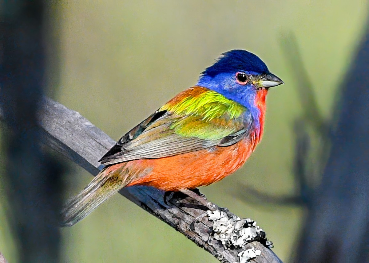 Painted Bunting - ML638157105